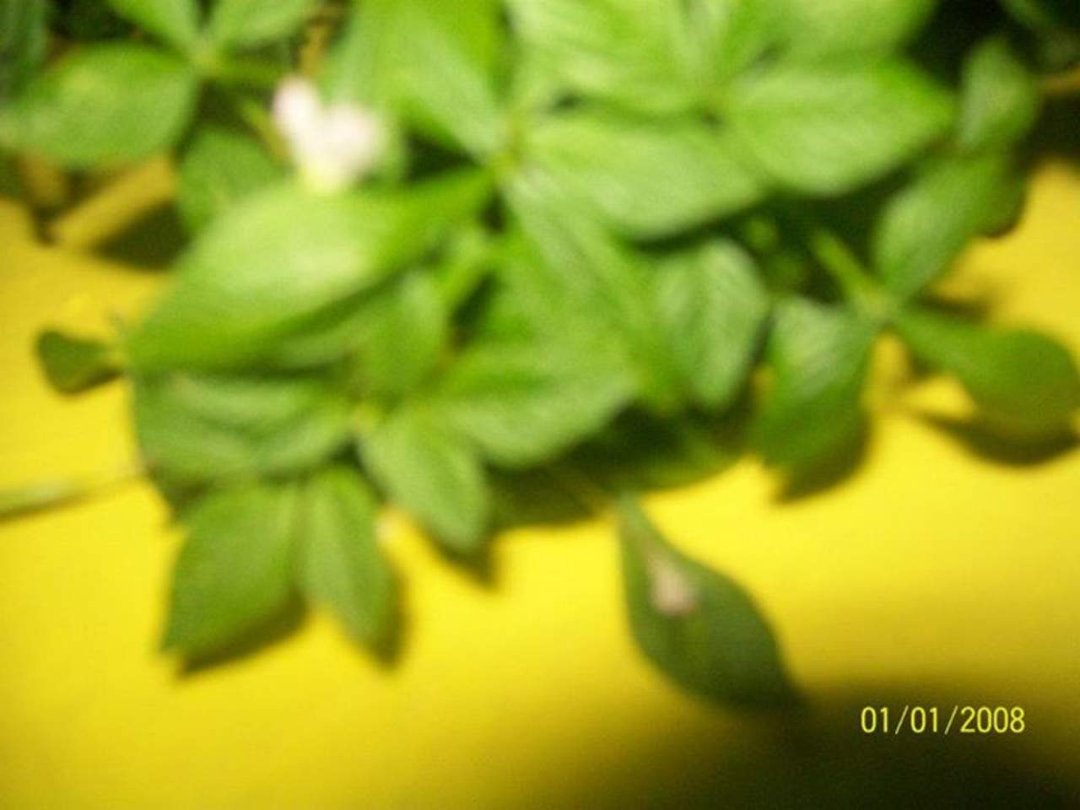 John Robert Gascon's album, November 4, 2011 - United Nation (litany of the trees)