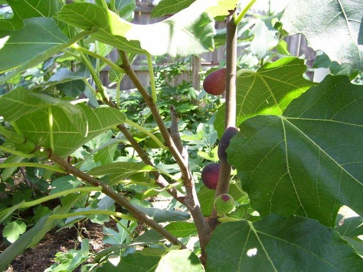 Gordon Brewer's album, Gordon's Figs & Coffee Trees