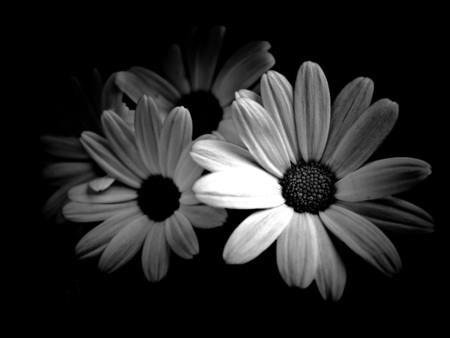 Terry Brown's album, Cover Photos