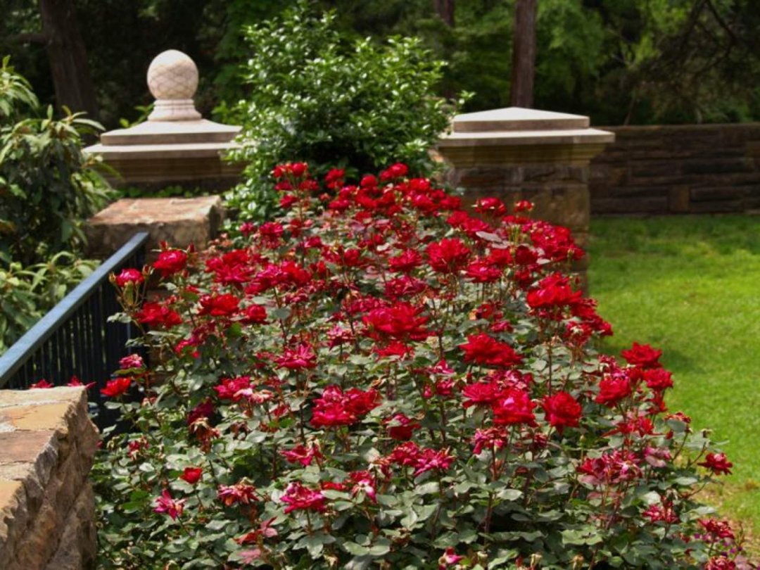 Robert Chapman's album, Spring Flowers