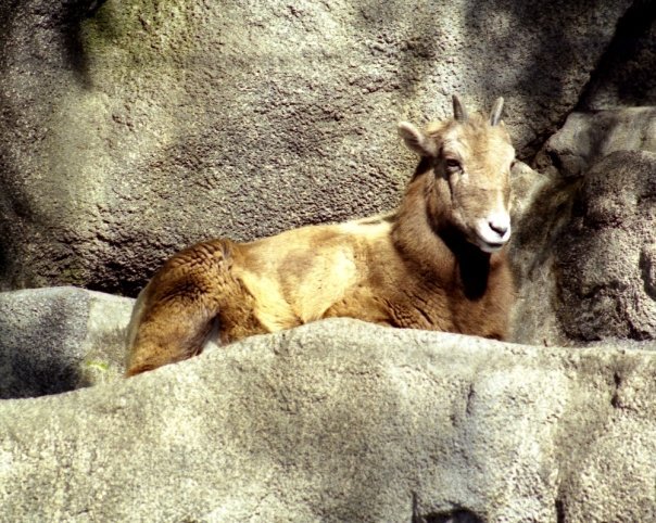 John James' album, Zoo Diego
