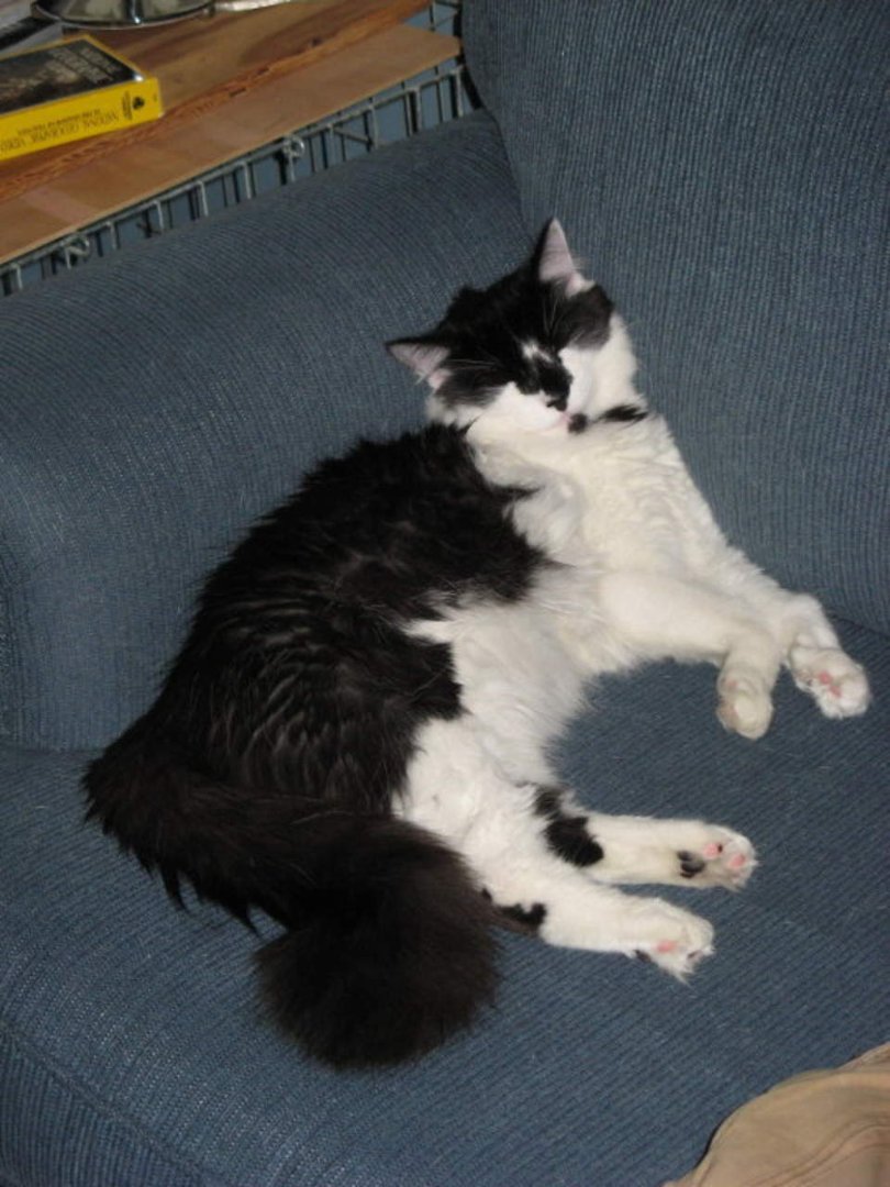 William Yost's album, fluff