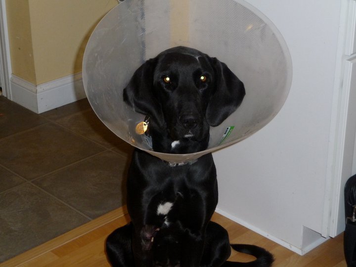 Daniel Czelatdko's album, My Poor Baby