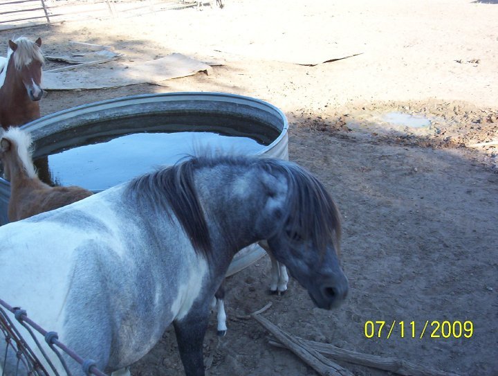 Kathy Grim's album, pets, pets and more pets