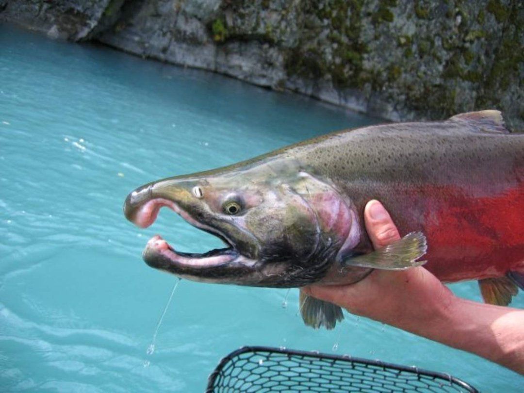 Mark Bennett's album, alaska