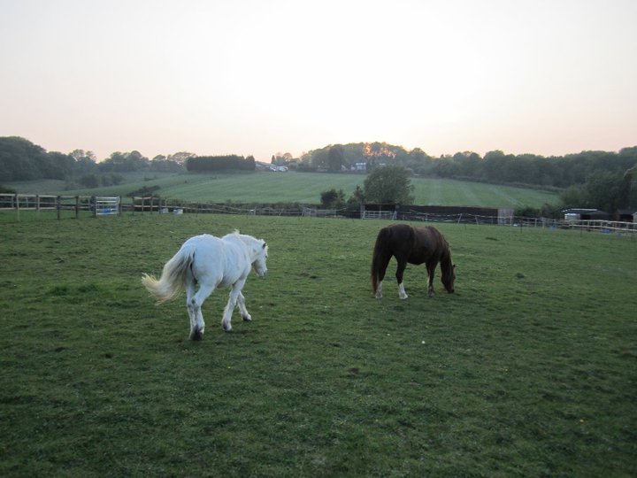 Catherine Phillips' album, Horses