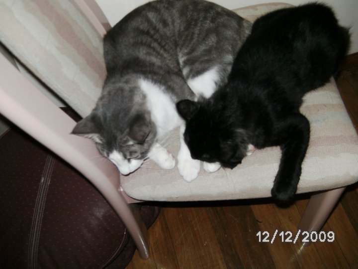 Sara Bean's album, Pets!