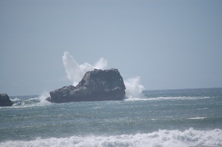 Ted Roter's album, los osos
