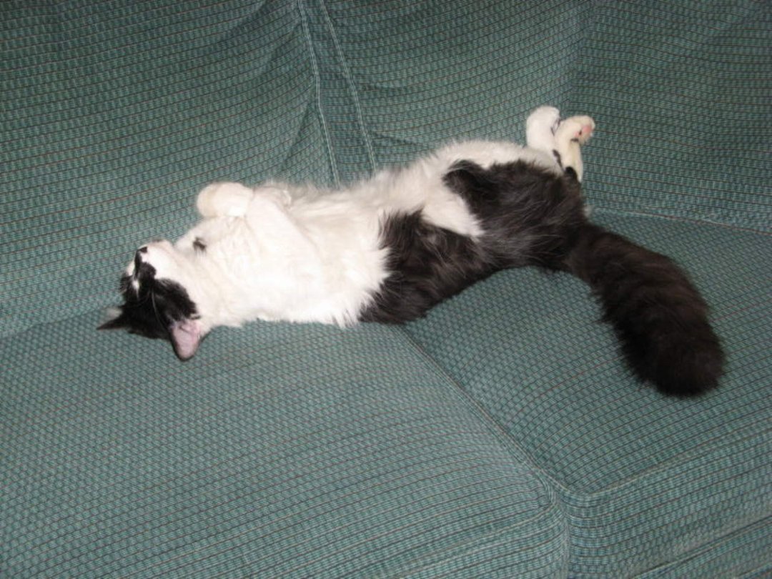 William Yost's album, fluff
