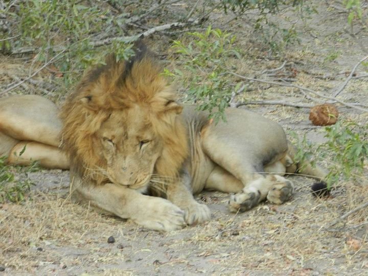Brenda Purcell's album, Sabie Sand Game Park