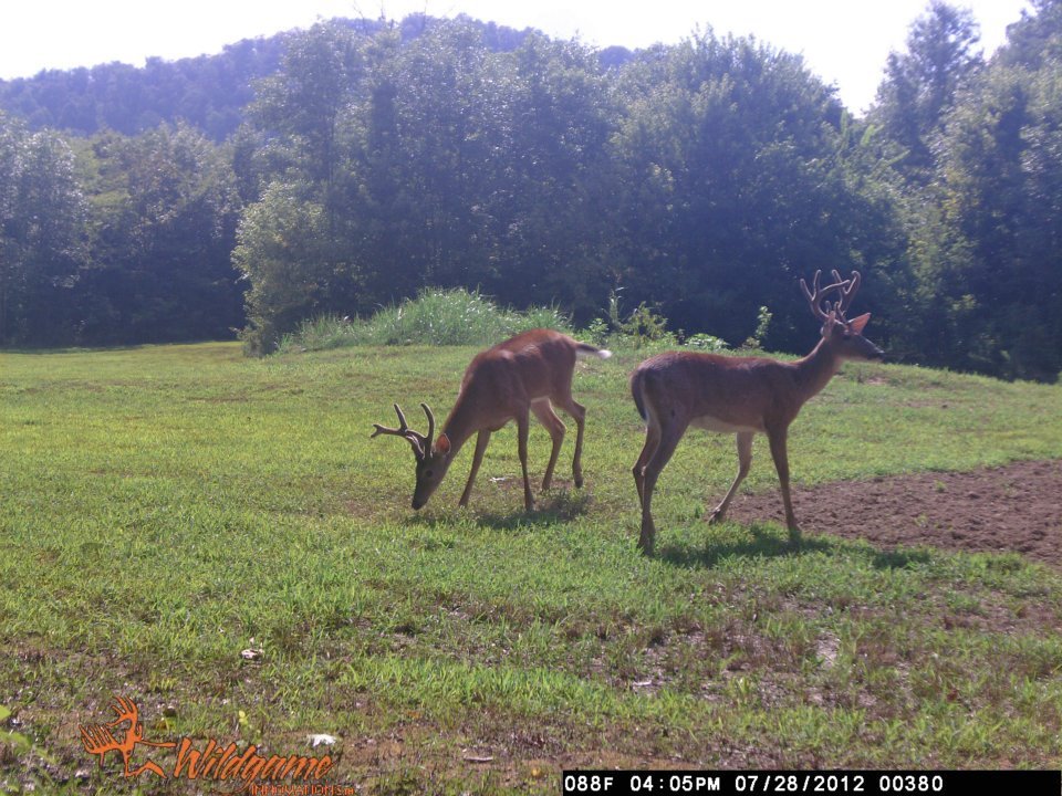Todd Brouillard's album, Deer Camera