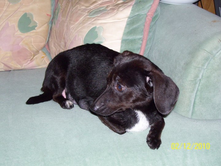John Sutterfield's album, Princess the dog