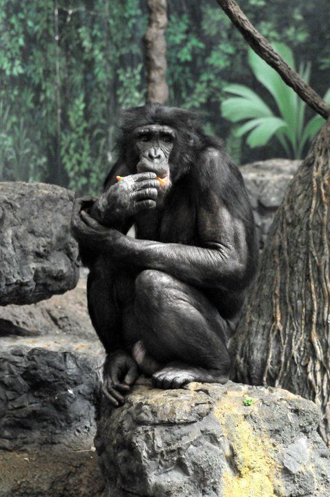 Danny Smith's album, Cincy Zoo