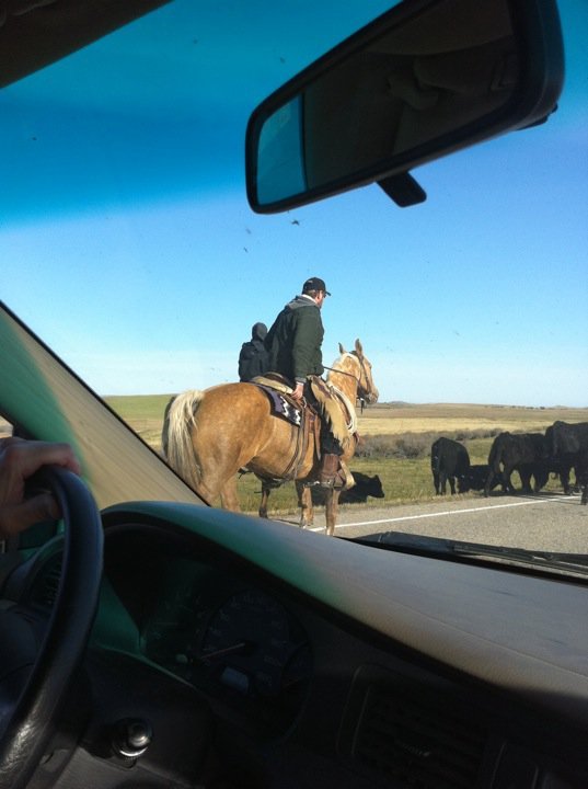 John Mill's album, A Cattle Drive Happened on the Way to Calgary