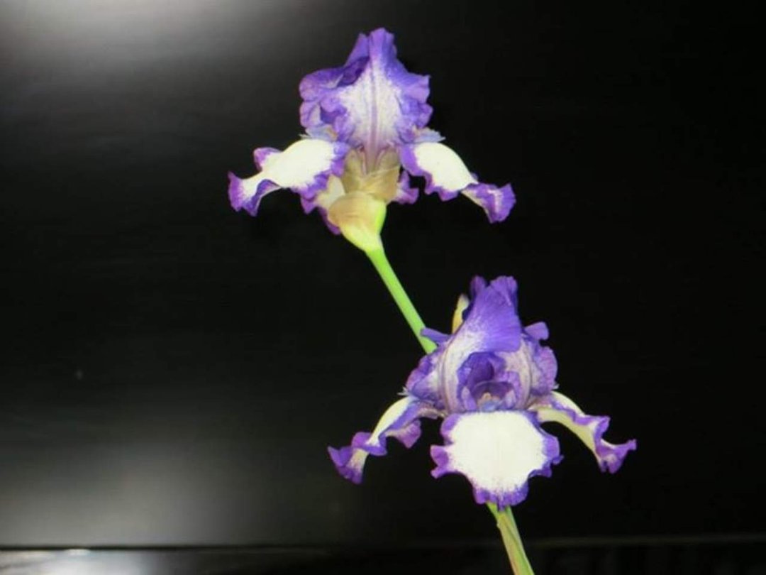 Tom Gard's album, pictures of flowers