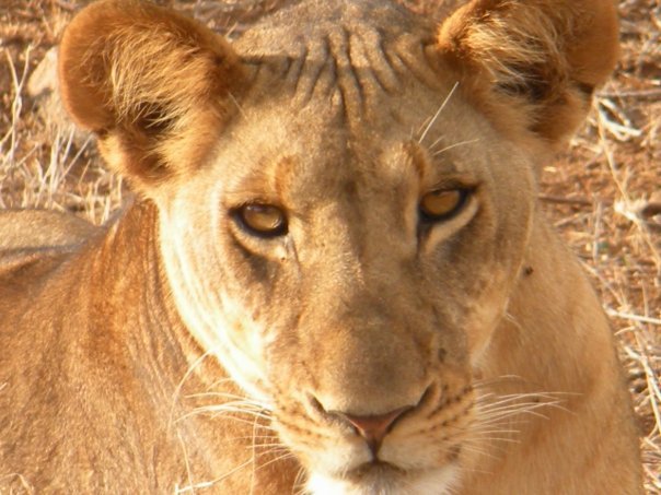 Lisa Orr's album, Samburu Safari, October 2009