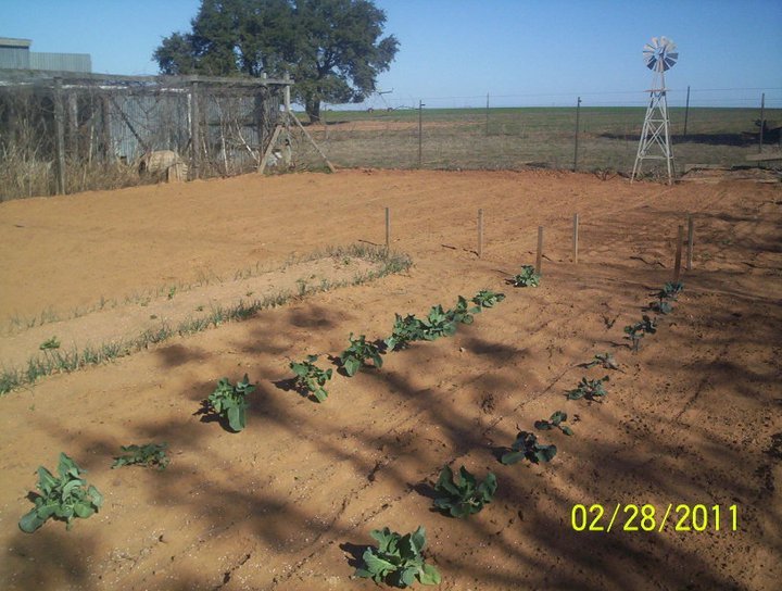 Sandy Shodeen's album, Garden Party for 2011 (Feb-Mar)