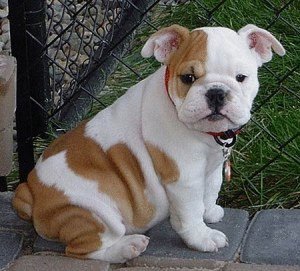 David Steath's album, Send Bulldog Puppies Photos