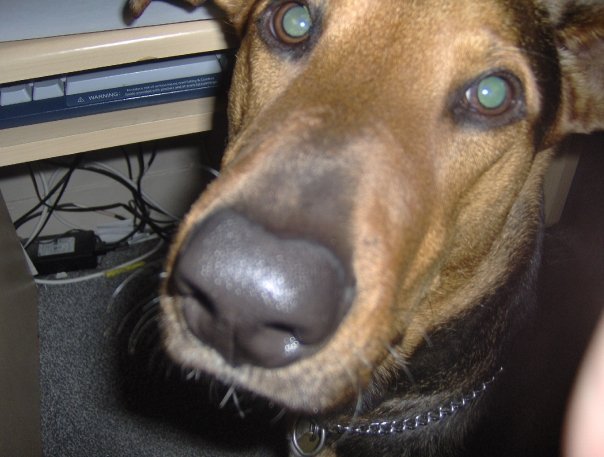 Debra Gamsby's album, Pets
