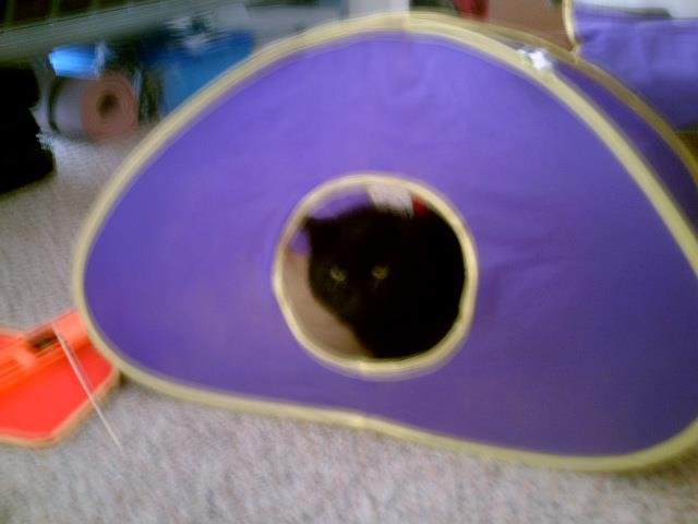 Mikedebchris Rose's album, Our cats: Thomas and Chiko