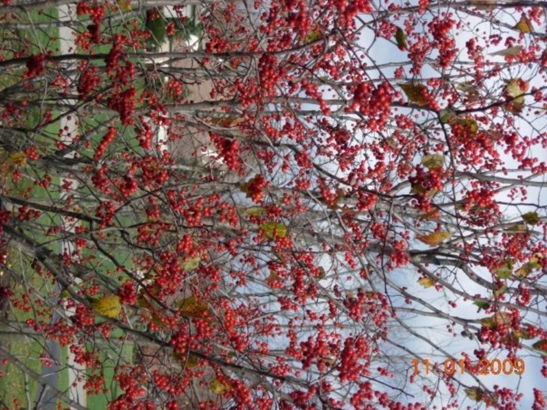 Ellen Ferrell's album, fall 09