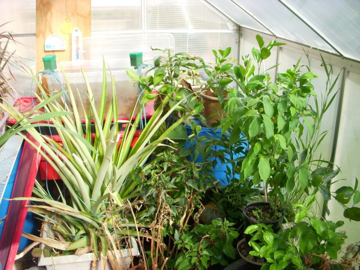 David Elison's album, Green House