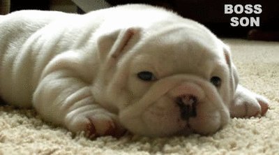 David Steath's album, Send Bulldog Puppies Photos
