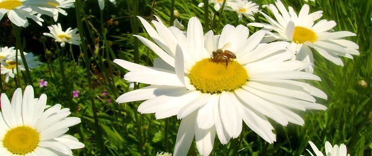Lee Howard's album, Cover Photos