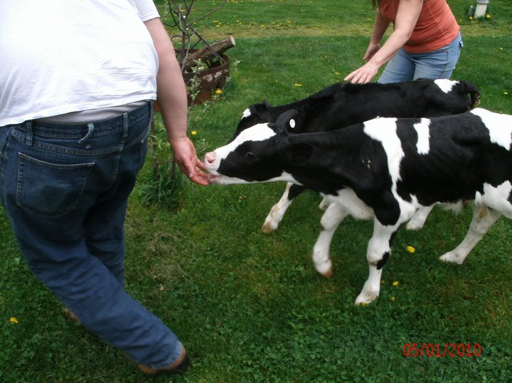 Michael Davis' album, Our first calves