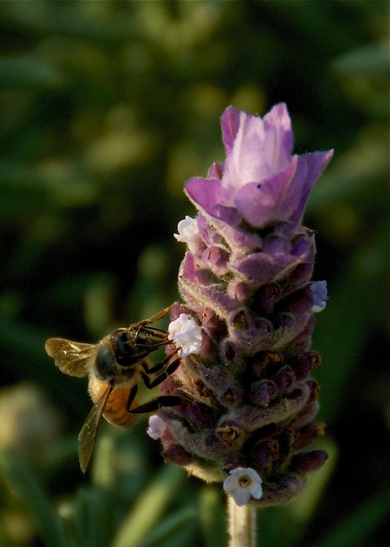 Mike Hamby's album, Bee Cause