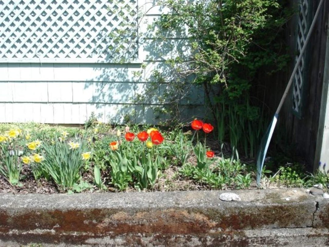 Don Morrison's album, Brentwood Bay Spring Pets Flowers Water