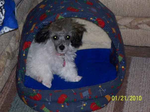 Joyce McGahan's album, MY dog Lila
