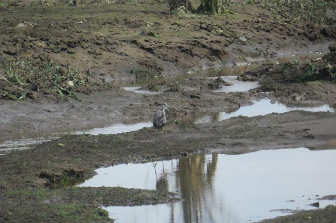 Vance McDill's album, Nisqually Wildlife Refuge