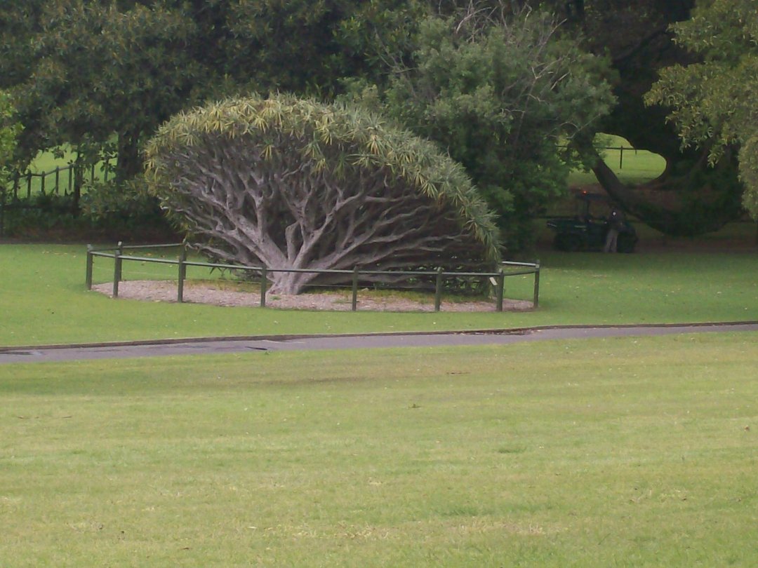 tim flinn's album, sydney1