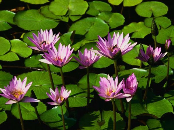 Barbara Styers' album, Profile Pictures