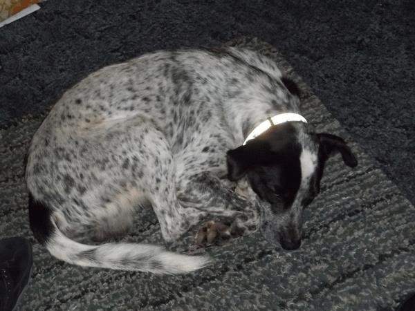 Cecil Bearden's album, cowboy the wonder dog