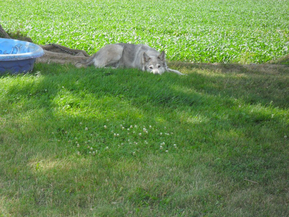 Windy Dix's album, Pets