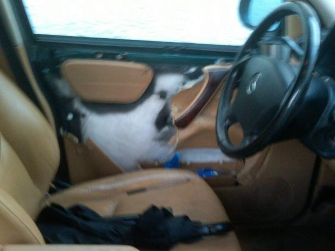 Donald Murphy's album, Doggie Door(s)