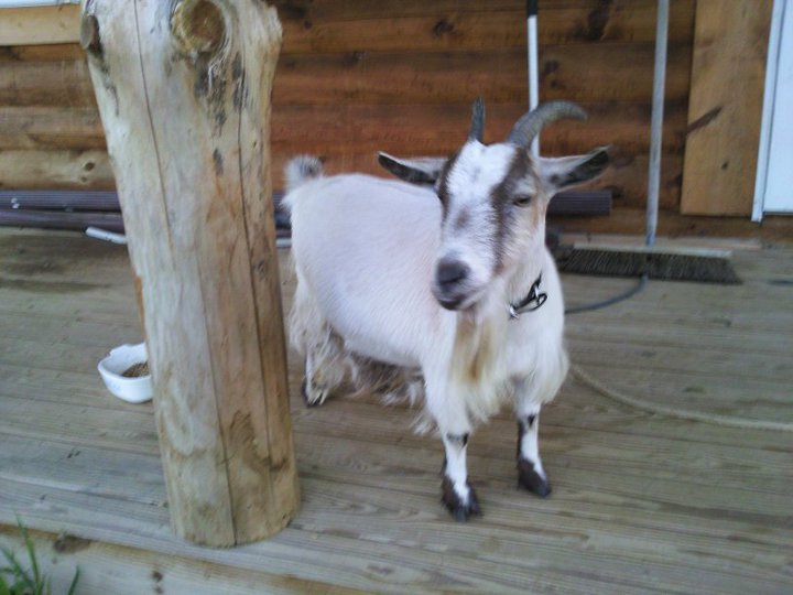 james wheeler's album, FarmVille Photos