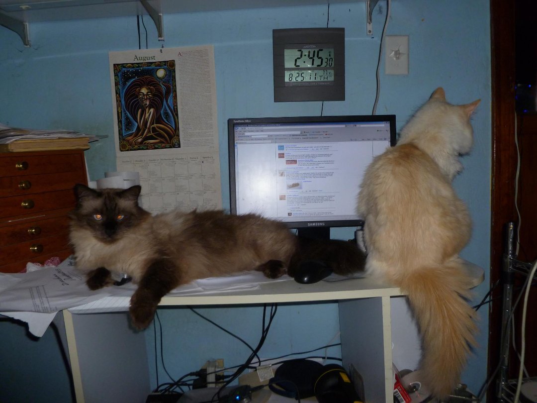 Heather Filipiak's album, Cats Helping at The Computer