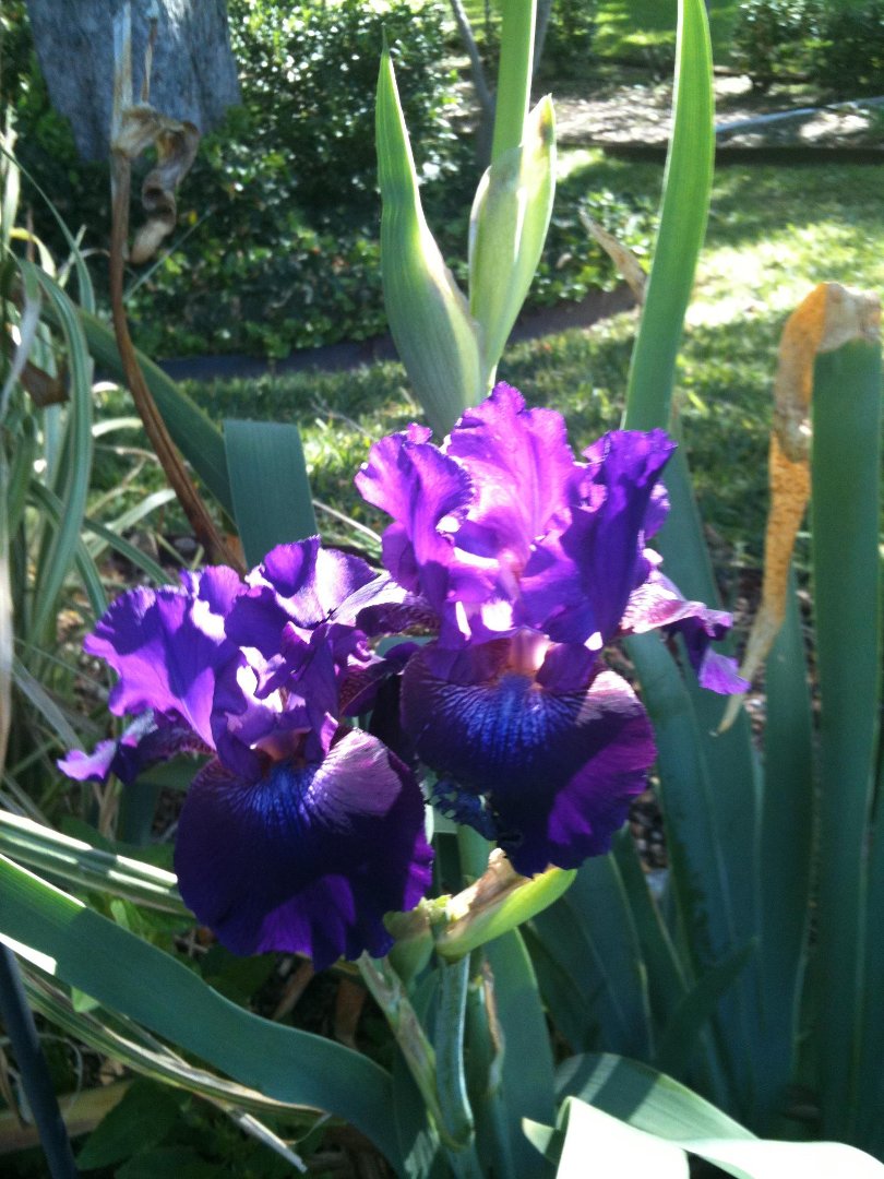 Cheryl MCClure's album, Mobile Uploads