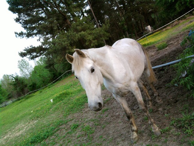 Sandy Ferguson's album, back yard entertainment