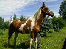 Maletta Baughman's album, our horse babies