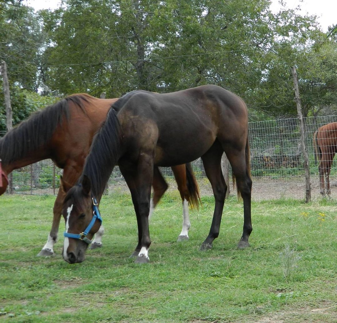 Melissa Voellinger's album, Bucky