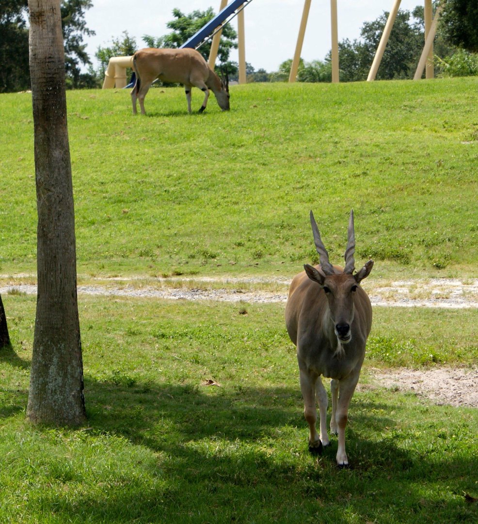 Jon Cluff's album, Busch Gardens Safari