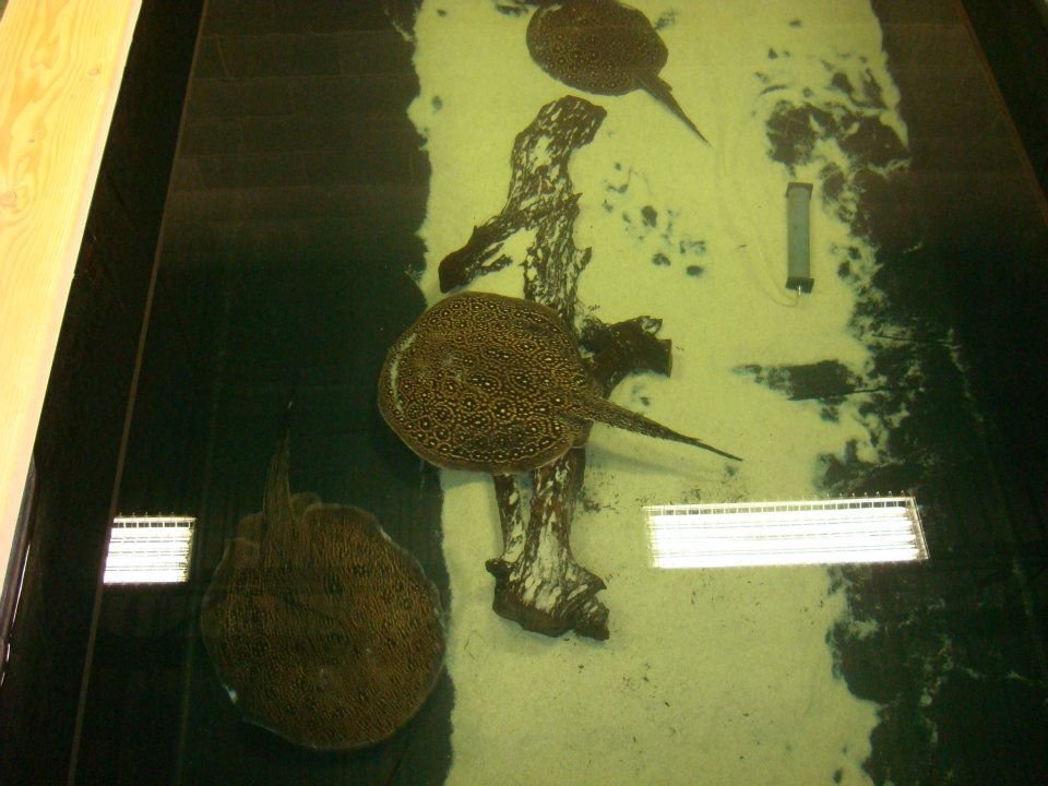 Michael Maranda's album, H2O Custom Aquatics new facility updates