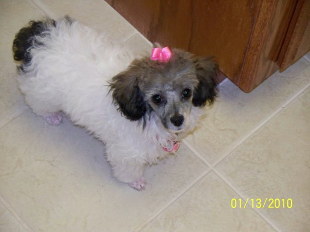 Joyce McGahan's album, MY dog Lila