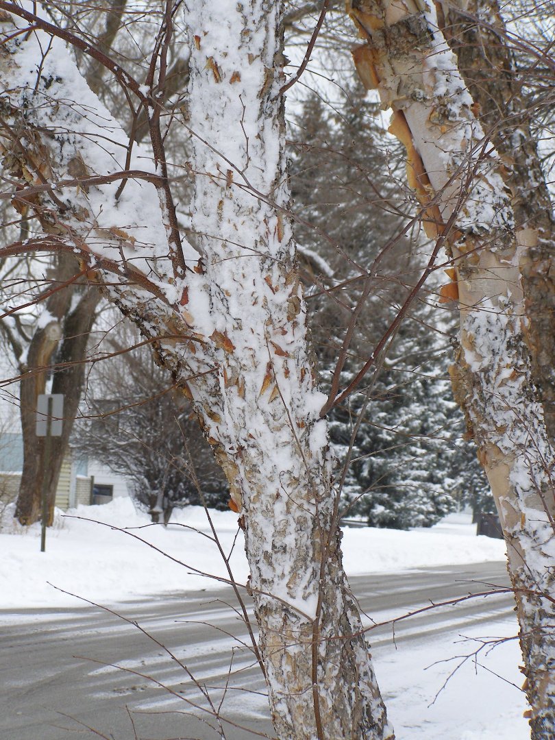Terry Hornburg's album, winter