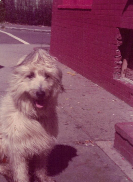 Robert Mallardo's album, Spike