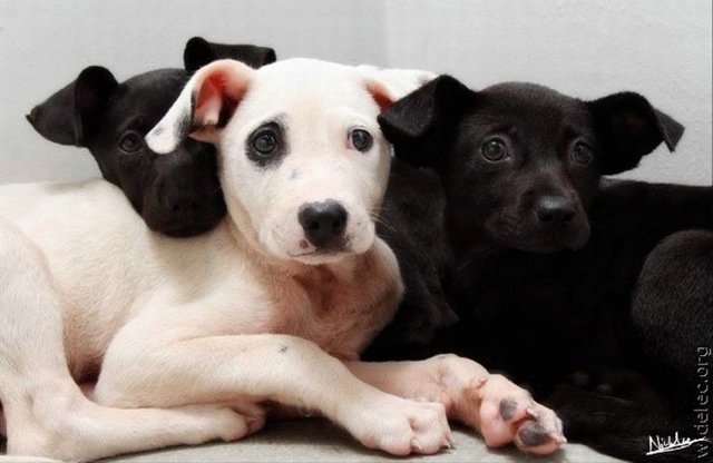 Michael Clarke's album, cutest puppies ever